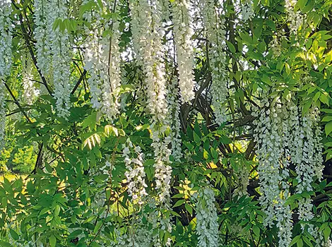 Stauden im Arboretum Grenzenlust