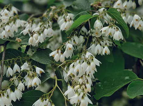 Gehölze im Arboretum Grenzenlust