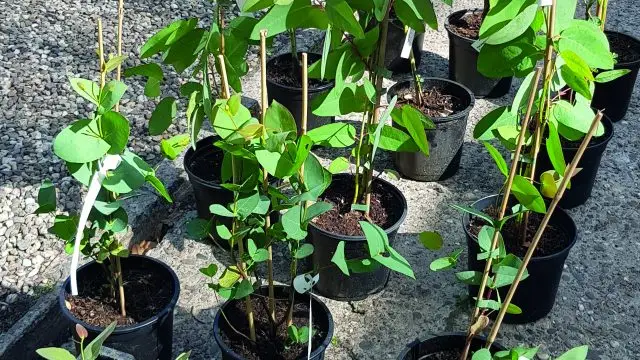 Pflanzen kaufen im Arboretum Grenzenlust