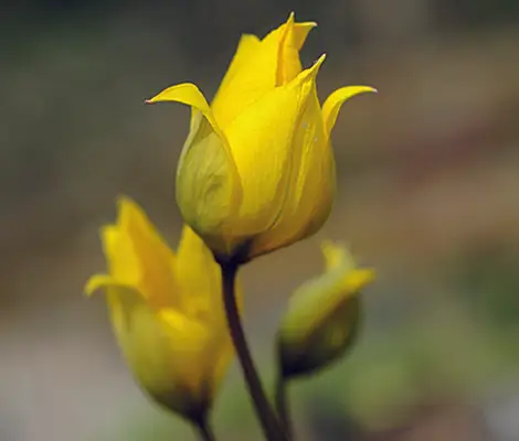 offene gartenpforte im April