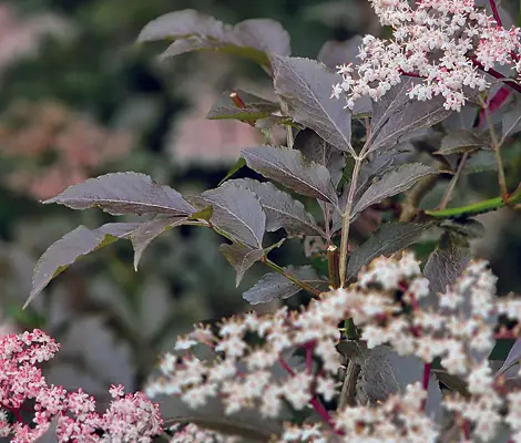 Offene gartenpforte im Juni