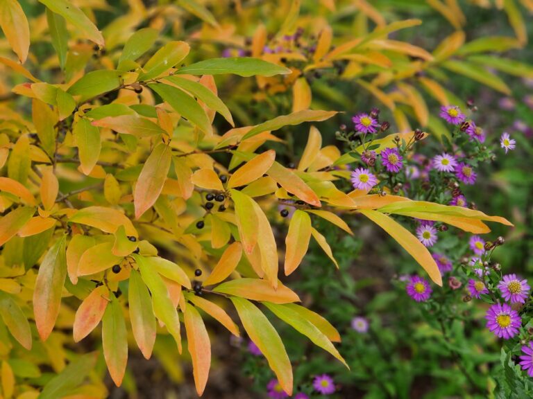 Offene gartenpforte im November
