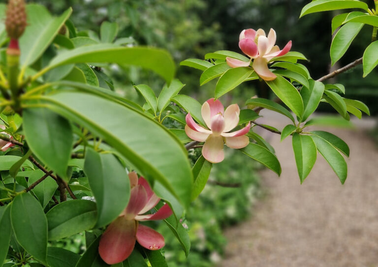 Offene gartenpforte imJuli