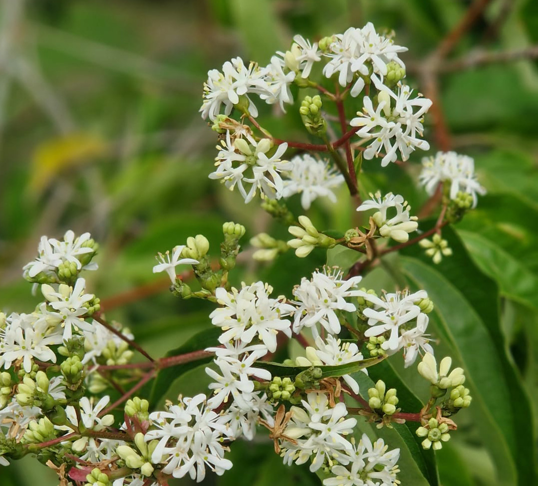 Offene gartenpforte im Oktober
