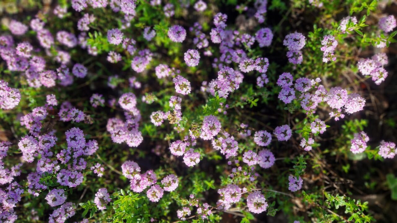 Offene gartenpforte im juni